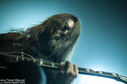 33-Satyricon.jpg