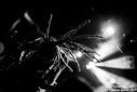 Filename=4_infected_rain_by_martina_sestic.jpg
Filesize=85KiB
Dimensions=1024x683
Date added=May 08, 2017 4_infected_rain_by_martina_sestic.jpg